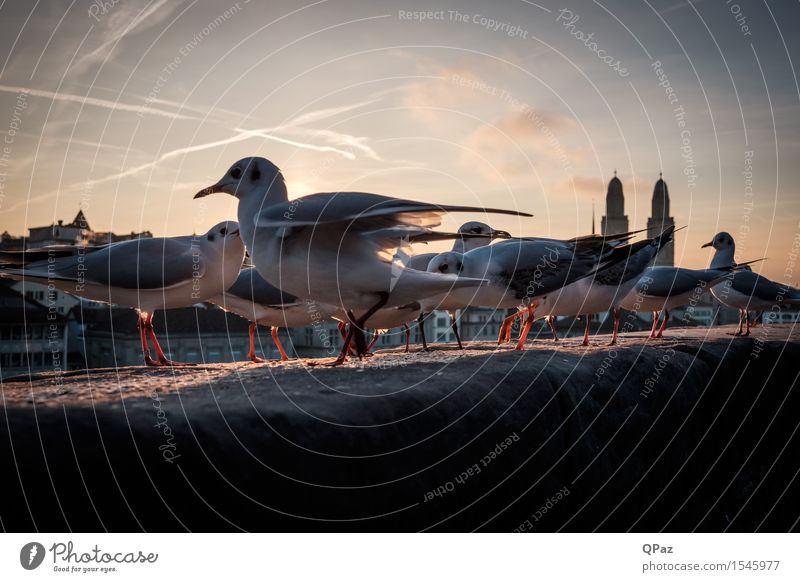 Möwen auf der Mauer Himmel Sonnenaufgang Sonnenuntergang Stadt Skyline Tier Vogel Flügel Tiergruppe hocken frei friedlich Solidarität Menschengruppe