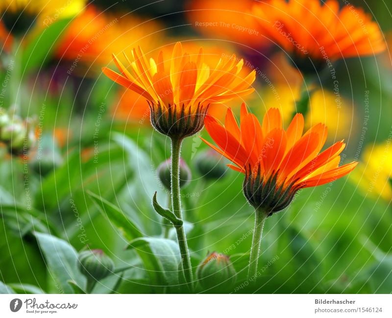 Calendula officinalis Ringelblume Sommerblumen Blume Blüte orange Heilpflanzen Schrebergarten apothekergarten Medikament Blumenwiese Sommertag entzündet