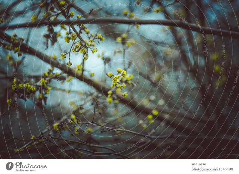 lichtdurchlässig Umwelt Natur Himmel Frühling Pflanze Blume Sträucher Blüte Wildpflanze Zweige u. Äste Blütenknospen Blütenpflanze Blütenstauden Wald