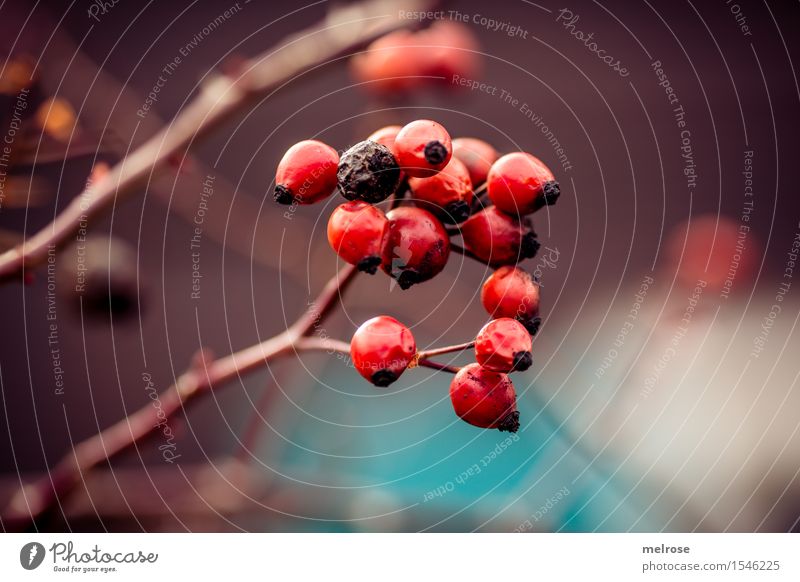 Beerentraum Hagebutten Beerensträucher Frucht elegant Design Natur Frühling Schönes Wetter Pflanze Sträucher Blüte Wildpflanze Zweige u. Äste Hundsrose