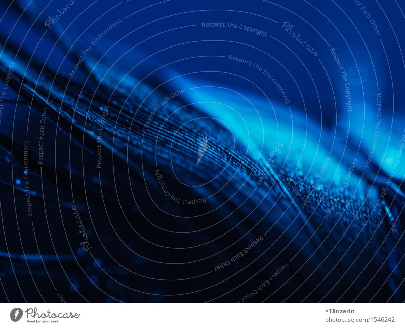 back to black Feder ästhetisch gruselig natürlich schön blau schwarz Traurigkeit Farbfoto Gedeckte Farben Außenaufnahme Makroaufnahme Menschenleer Nacht