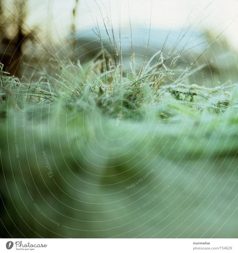 zartes Frostgrün Gras Rasen Sportrasen buschig Halm kalt Winter Morgen Natur frieren Schnee Nacht aufwachen Blick Park