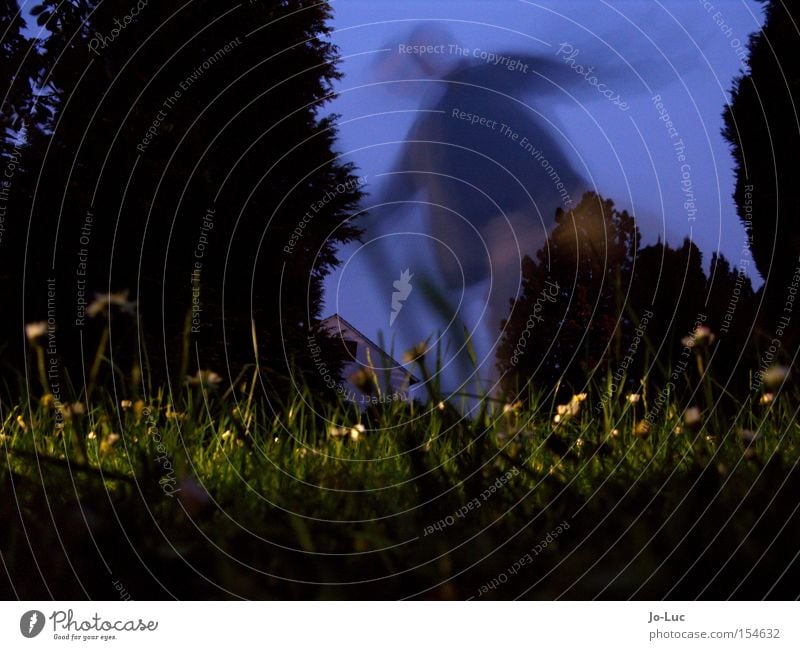 nachtschattengewächs Wiese grün Blume Blüte gelb Himmel blau Nacht dunkel Schatten Langzeitbelichtung Unschärfe Bewegung Mensch