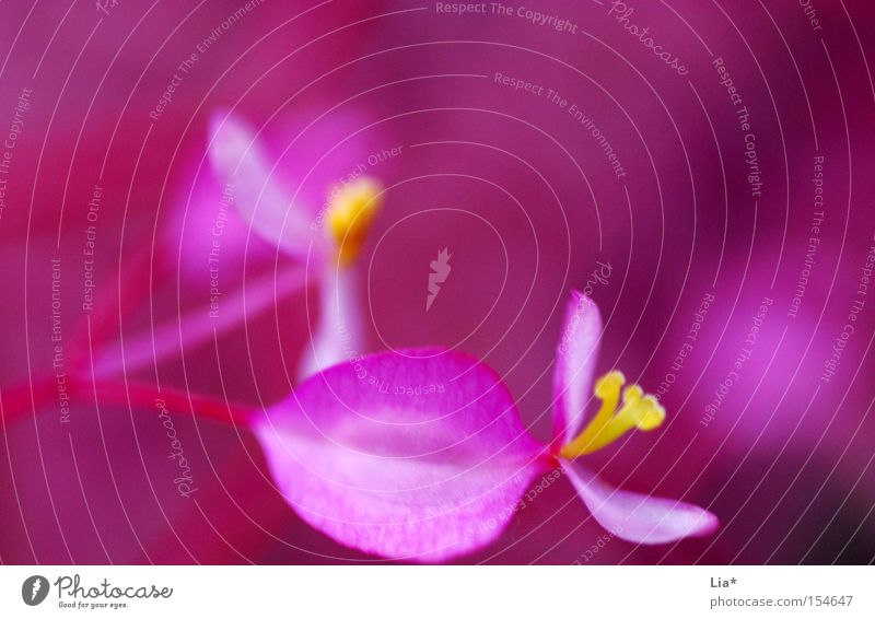 pink Blume Blüte Blühend klein nah rosa rot Farbe Blütenblatt intensiv zart verrückt quietschgelb mehrfarbig Nahaufnahme Makroaufnahme Experiment Menschenleer