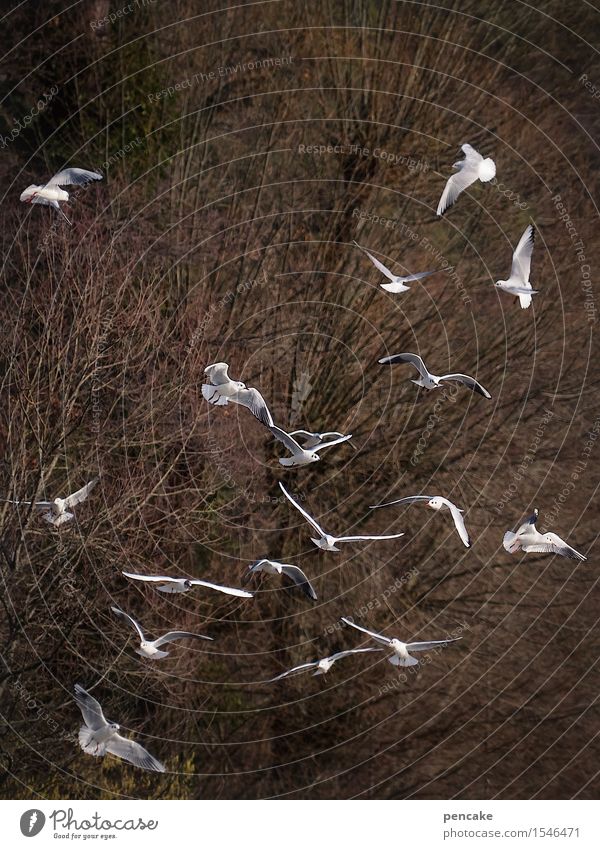 spieltrieb | windspieler Natur Urelemente Luft Baum Sträucher Küste Tier Wildtier Vogel Tiergruppe fliegen Jagd frei Fröhlichkeit Kindheit Sinnesorgane Freude