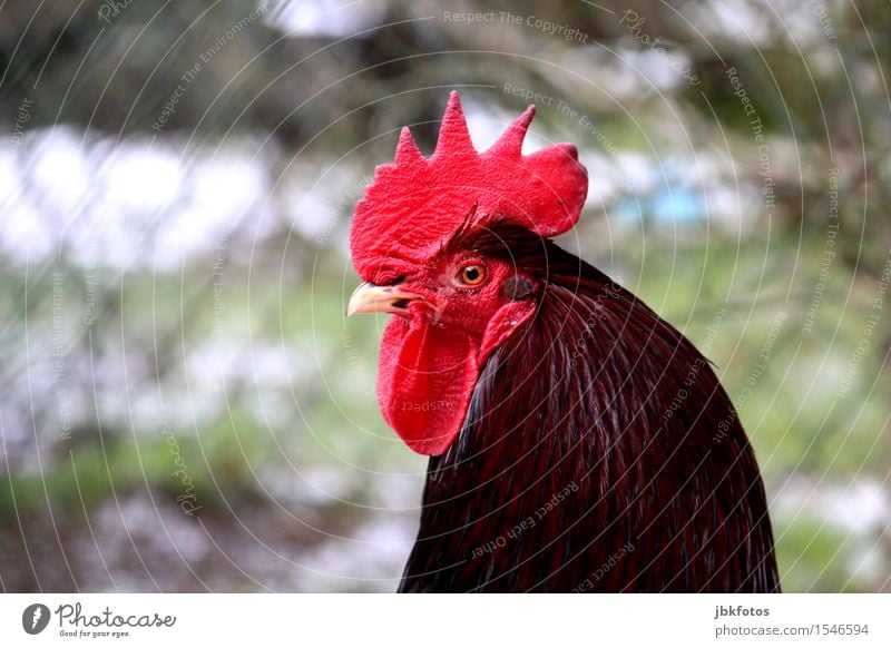 stolzer Vadder... Natur Tier Haustier Nutztier Tiergesicht Flügel Hahn 1 schön einzigartig Kamm Schnabel Auge Bauernhof Feder maskulin Mann Manneskraft