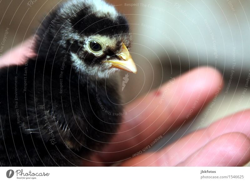 Glücksmomente Tier Haustier Nutztier Vogel Küken 1 Tierjunges Sicherheit Geborgenheit Schutz klein zart zerbrechlich Flaum Schnabel Haushuhn Hahn Ei fliegen