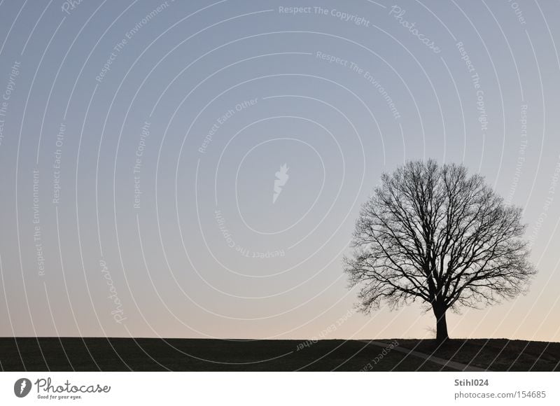 Winterlandschaft Schneelandschaft Silhouette Baum Eiche Horizont Wege & Pfade Frost ruhig Schönes Wetter Einsamkeit Traurigkeit