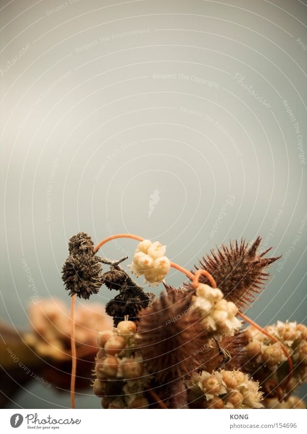 welk Pflanze Natur Makroaufnahme abstrakt Herbst Knoten Blume Wachstum Ende vergangen Nahaufnahme Vergänglichkeit