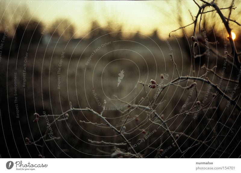 Frostiger Morgen kalt Hagebutten Sträucher fein Ast Stachel Sonne Morgendämmerung Natur wild schön ästhetisch Winter Männlein Volkslied Hundsrose