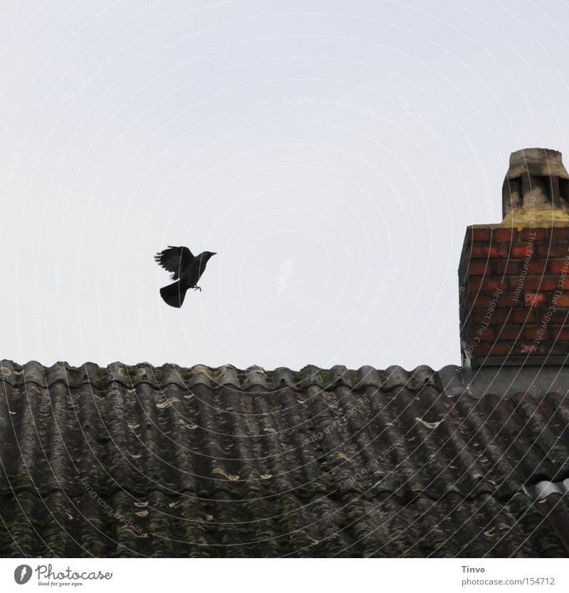 Ein Flügelschlag Dohle Vogel Dach Schornstein fliegen Abheben Hexenhaus Märchen Backstein Himmel trist Beginn Luftverkehr Momentaufnahme