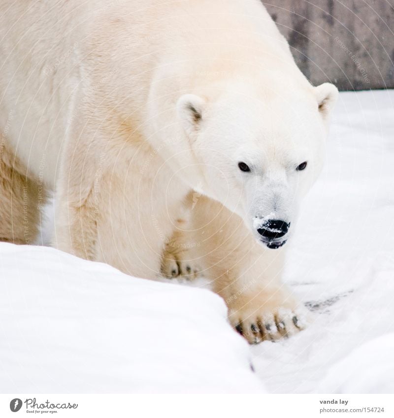 knutflockewilbär Farbfoto Gedeckte Farben Außenaufnahme Textfreiraum oben Textfreiraum unten Hintergrund neutral Tag Blick Blick in die Kamera Jagd Abenteuer