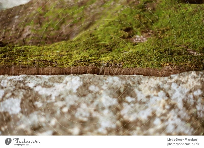 baum zu fels Baum grün grau hart weich Unschärfe Felsen Stein Kontrast Moos