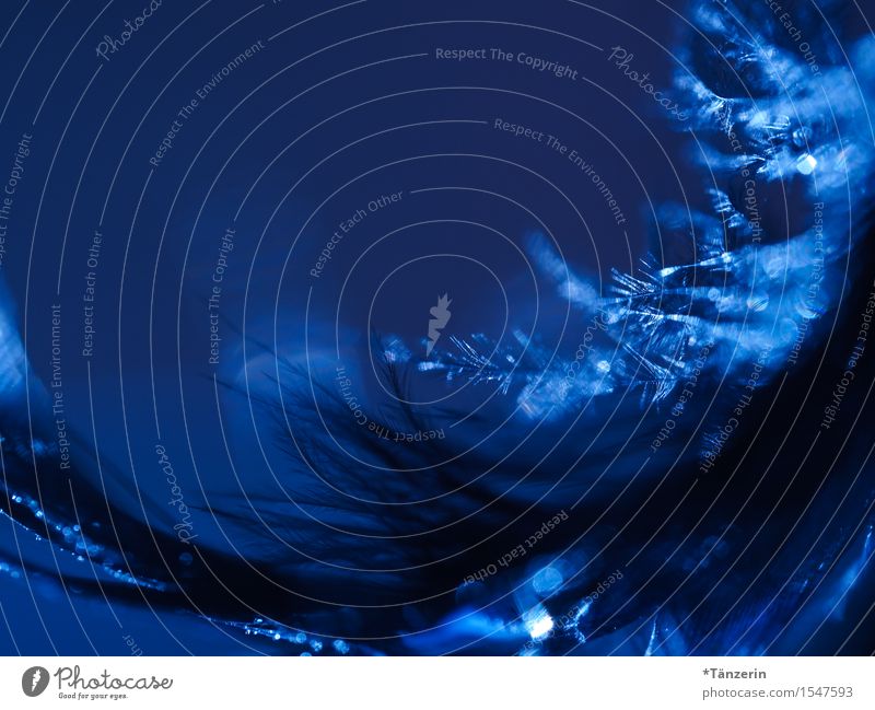 back to black Feder ästhetisch dunkel schön weich blau schwarz Traurigkeit Farbfoto Gedeckte Farben Nahaufnahme Makroaufnahme Strukturen & Formen Menschenleer