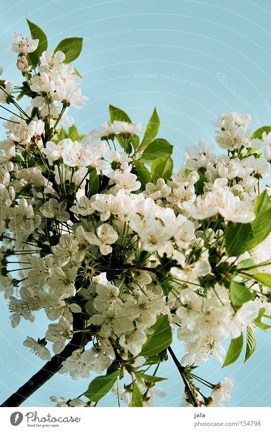 blütenpracht Apfelblüte Kirschblüten Blüte Ast Baum weiß grün Himmel blau Sommer Frühling Wärme Park Klarheit