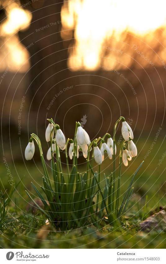 Schneeglöckchen im Abendkleid Pflanze Luft Sonnenaufgang Sonnenuntergang Sonnenlicht Frühling Schönes Wetter Garten Wiese Blühend genießen verblüht Wachstum