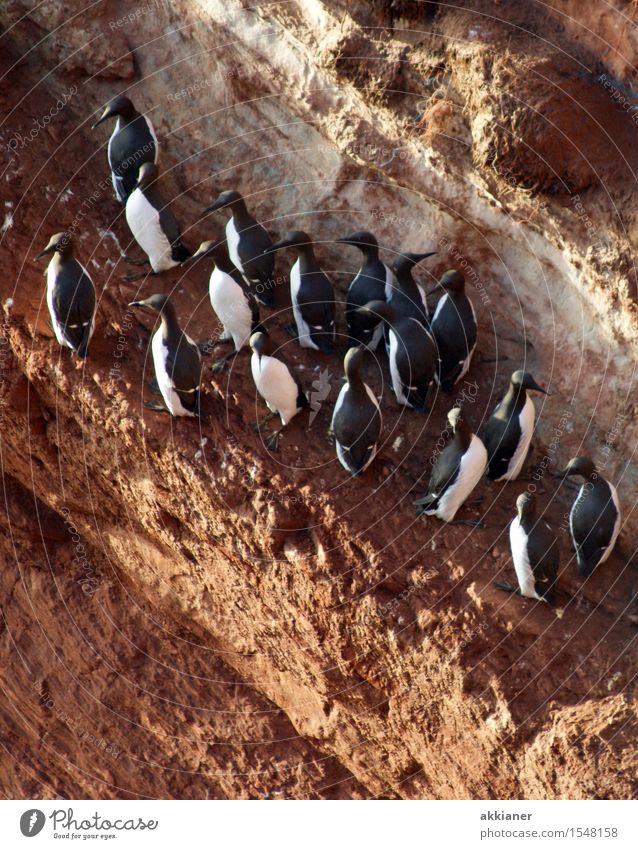 Vogelkolonie Umwelt Natur Landschaft Tier Herbst Felsen Küste Seeufer Nordsee Insel Wildtier "Tier Tiere tierisch Tierwelt Tierreich Lebewesen Vögel Nest Nester