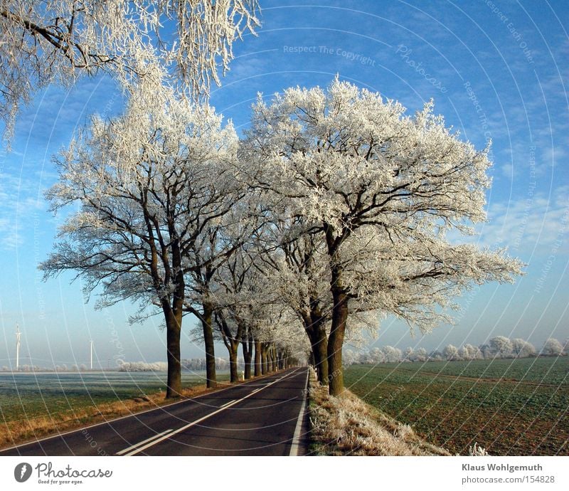 Reifüberzogene Bäume an einer asphaltierten Landstraße unter leicht bewölktem Himmel Winter Schnee Landschaft Wolken Eis Frost Baum Feld salow Verkehr Straße