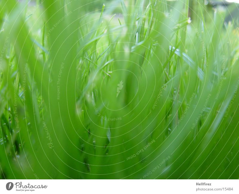 Gras Frühling Sichtschutz Makroaufnahme Garten