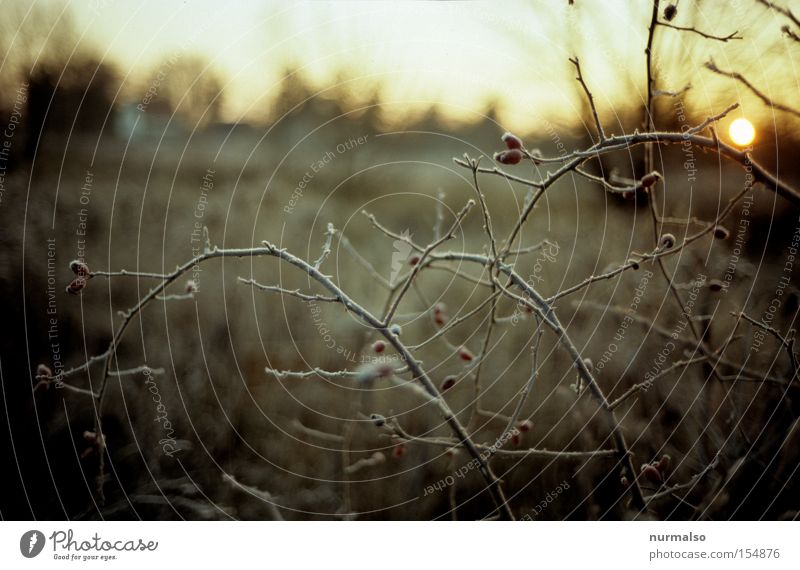 Hagebuttenkälte Morgen Frost kalt Sträucher Ast Stachel Sonne Morgendämmerung Natur Wildtier wild schön ästhetisch Winter Männlein Volkslied Hundsrose