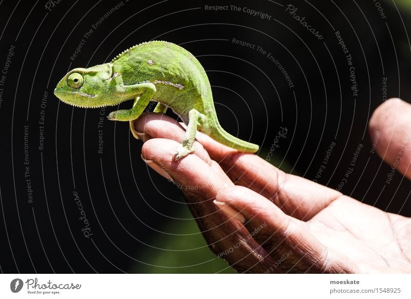 Chamäleon im Krüger Park 1 Tier tragen Südafrika Safari Reptil Echsenauge Hand festhalten Farbfoto Gedeckte Farben Tag Schwache Tiefenschärfe Totale Tierporträt