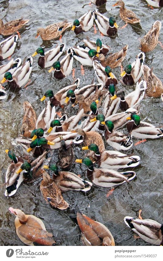 garbENTEich Ferien & Urlaub & Reisen Wasser Wassertropfen Sommer Park Teich See Tier Wildtier Vogel Flügel Pfote Ente Rudel Fressen füttern kämpfen Aggression