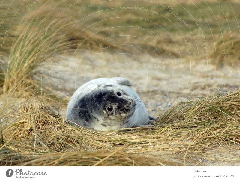 Was guckst du so? Umwelt Natur Pflanze Tier Urelemente Sand Winter Schönes Wetter Gras Küste Strand Wildtier Tiergesicht Fell 1 Tierjunges hell natürlich