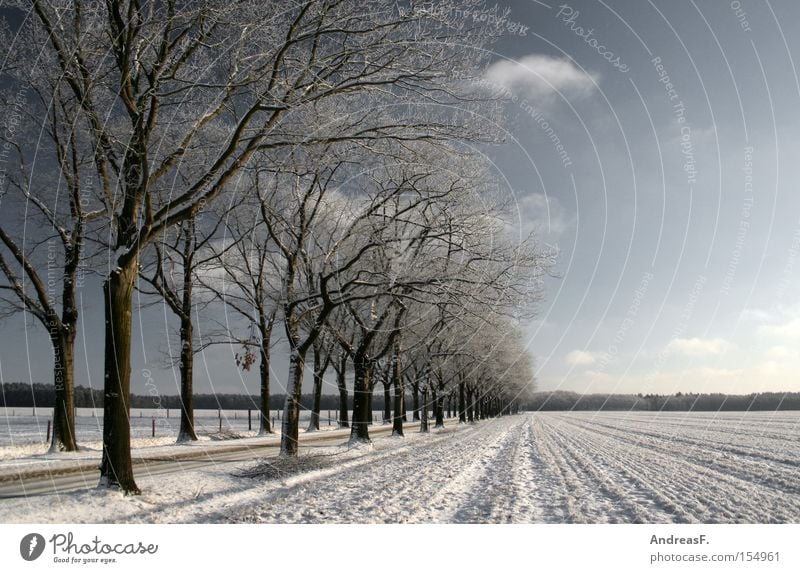 ...ein Wintermärchen Schnee Schneelandschaft Frost Winterwald Winterurlaub winterfest kalt Blauer Himmel Sonne Allee Baum Landschaft Romantik Januar Straße