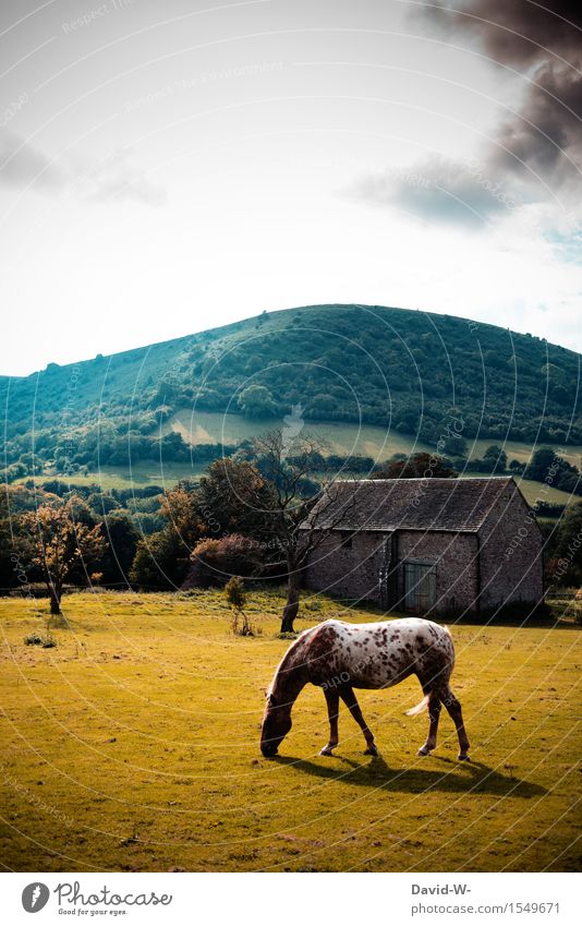 wie aus einer anderen Zeit Kunst Kunstwerk Umwelt Natur Landschaft Wolken Gewitterwolken Sonnenlicht Frühling Sommer Herbst Klimawandel Schönes Wetter Wärme