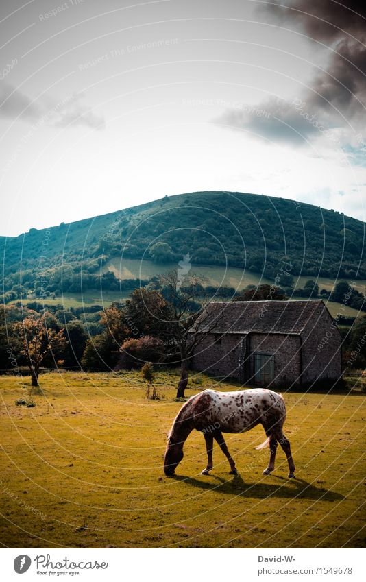 melancholisch - Pferd steht auf der Wiese und frisst Nostalgie melancholie Fressen alt Mittelalter früher Bauer Bauernhof Weide Haus Dürre Sommer gelb Wolken