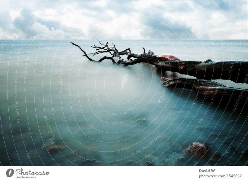 Langzeitbelichtung am Wasser - toter Baum liegt im Nebel Vergänglichkeit Umwelt Verfall Natur Tod verschlungen wolken Endzeitstimmung