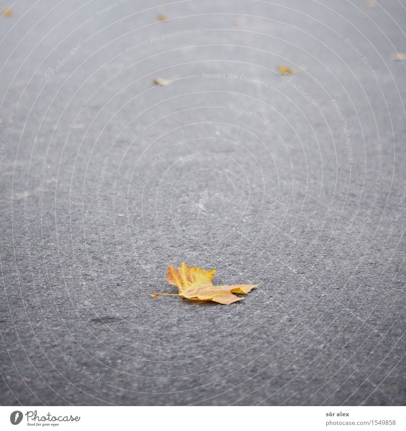 DER HERBST Umwelt Natur Pflanze Herbst Klima Blatt Herbstlaub Straße Asphalt nachhaltig natürlich grau orange Traurigkeit Trauer Überleben Verfall Vergangenheit