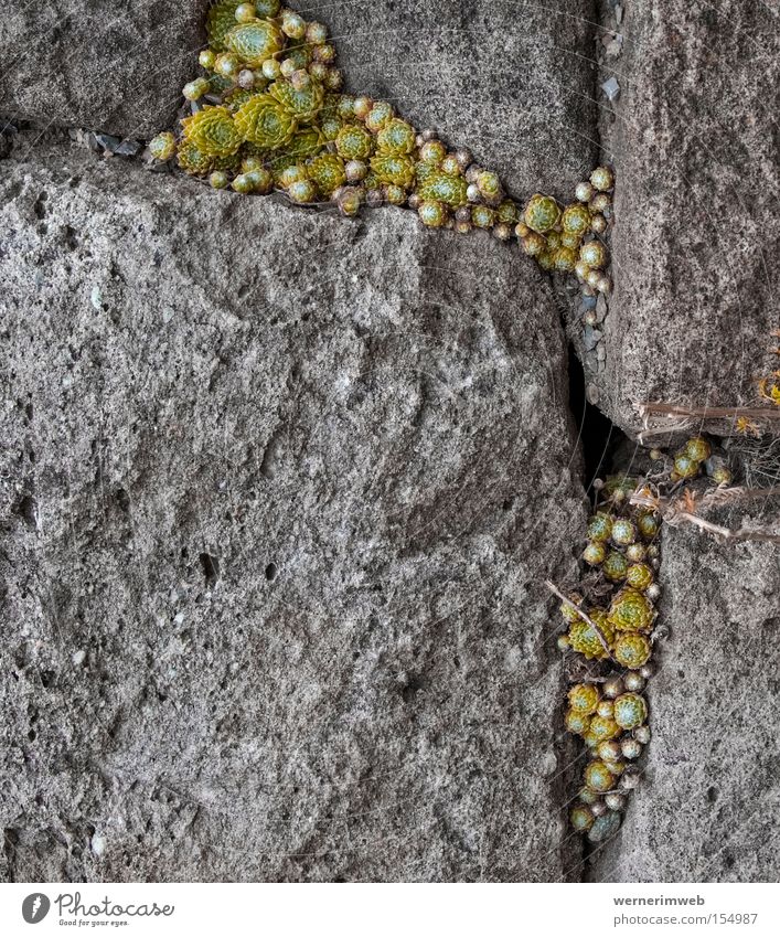 Gefüllter Fels nach Art des Hauses Felsen Furche Fuge Stein Sukkulenten Überleben trocken Appetit & Hunger Makroaufnahme Nahaufnahme Mineralien