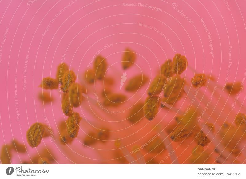 Staubblätter Pflanze Frühling Blüte exotisch schön natürlich Blume Staubfäden Pollen Duft riechen Farbfoto Nahaufnahme Detailaufnahme Makroaufnahme