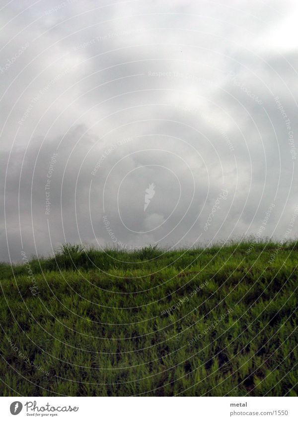 Wiese grün weiß Horizont Wolken Grass