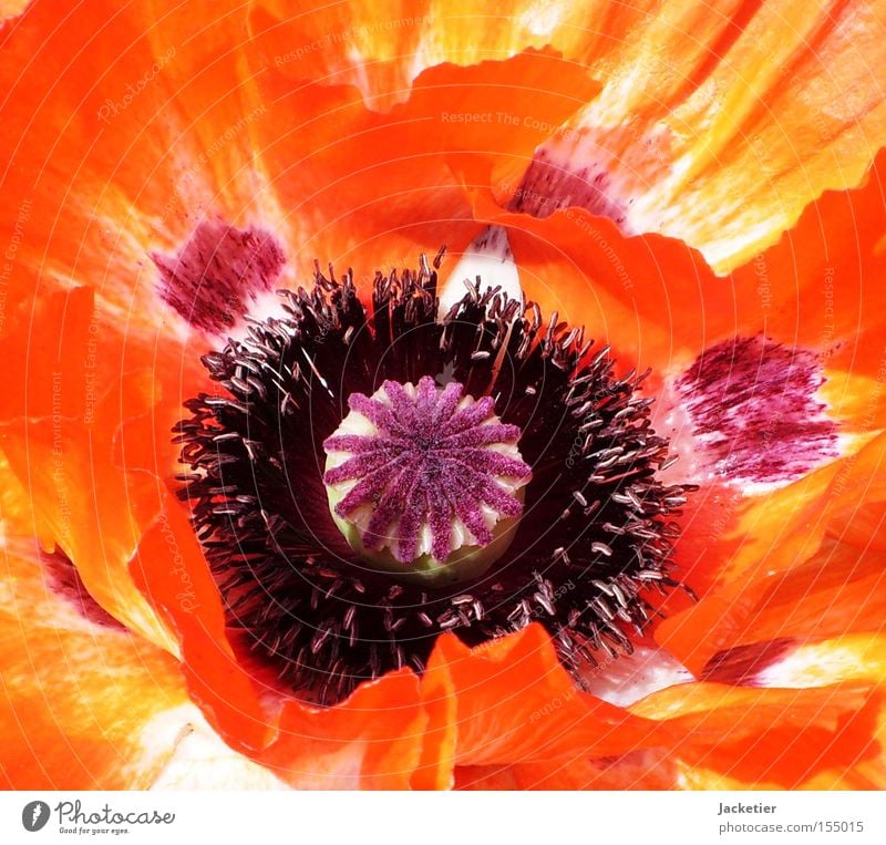 Mohn. Blüte Sommer Blume Blütenblatt orange Farbe Stempel