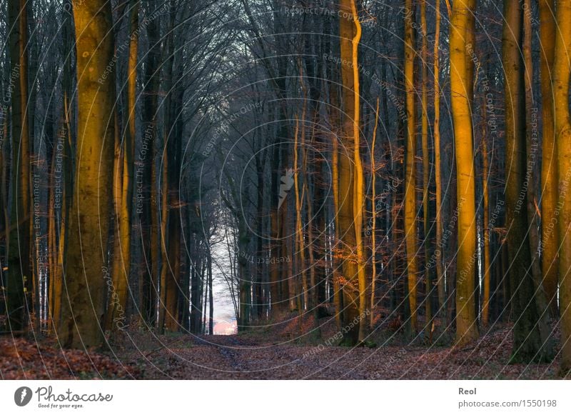 Letzte Strahlen Umwelt Natur Landschaft Urelemente Erde Sonne Sonnenlicht Herbst Winter Schönes Wetter Baum Blatt Wildpflanze Buche Wald Buchenwald Laubwald