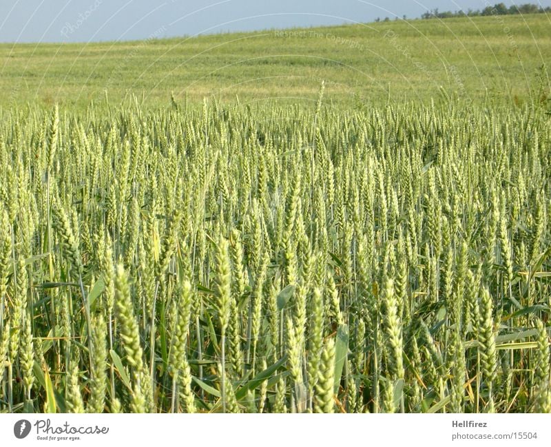 Wachsende Saat [2] Feld Hügel Getreide Ären