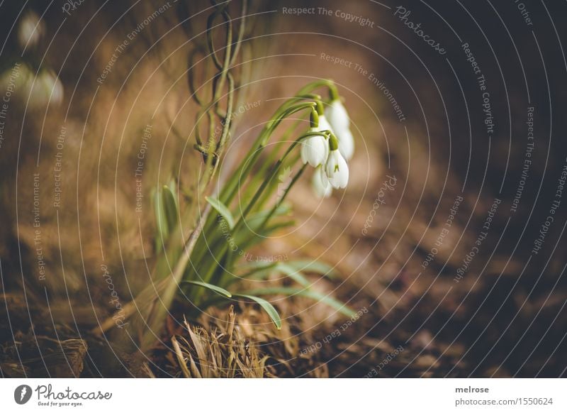 mal MITTIG elegant Stil Natur Landschaft Erde Frühling Schönes Wetter Pflanze Blume Blatt Blüte Wildpflanze Schneeglöckchen Blütenpflanze Liliengewächse Garten