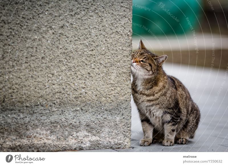 " verschmust " Stil Design Frühling Wand Haustier Katze Tiergesicht Fell Pfote 1 Hausmauer anlehnen berühren Erholung genießen sitzen warten Freundlichkeit