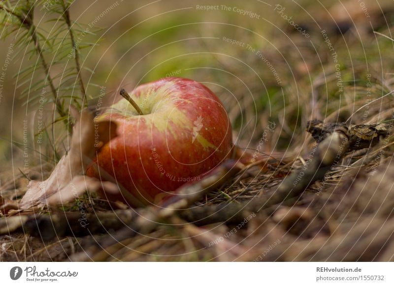 ...und Apfelsaft gibt Pokerkraft! Frucht liegen Wald Natur Fallobst Herbst Bioprodukte Farbfoto Gedeckte Farben Außenaufnahme