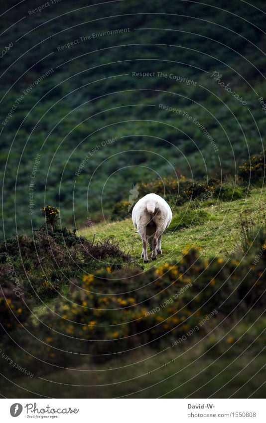 -geht mir am Ar... vorbei- Kunst Umwelt Natur Landschaft Frühling Sommer Sträucher Wiese Tier Nutztier Fell 1 beobachten Fressen genießen stehen grün weiß