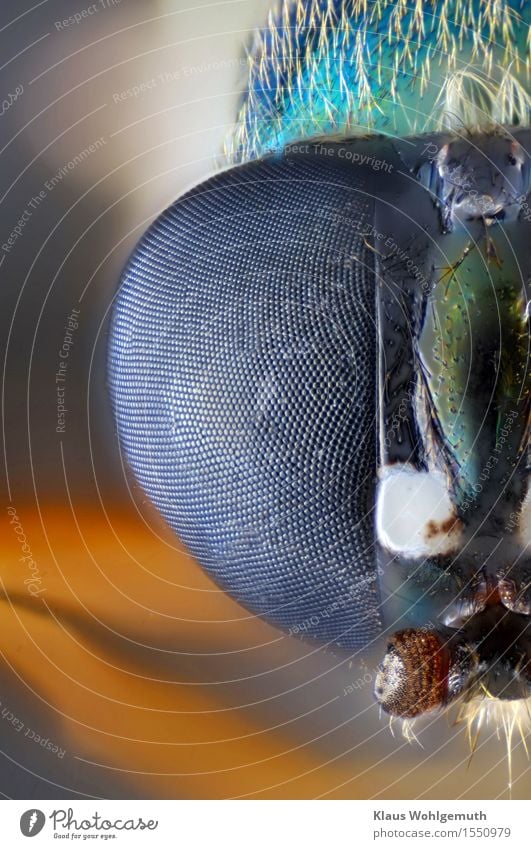 "... damit ich dich besser sehen kann." Umwelt Natur Tier Sommer Herbst Behaarung Wildtier Fliege Tiergesicht 1 Mikroskop beobachten Blick exotisch blau gelb