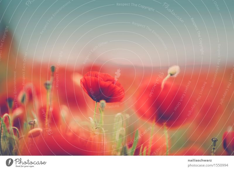 Klatschmohn im Frühling Sommer Natur Landschaft Pflanze Schönes Wetter Blume Wiese Feld viele rot Idylle Mohn mohnwiese Mohnfeld intensiv roter mohn papaver