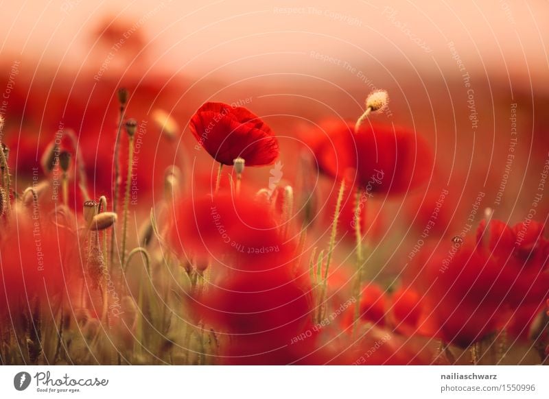 Klatschmohn im Frühling Sommer Umwelt Natur Landschaft Pflanze Blüte Wildpflanze Wiese Feld schön viele rot Romantik Idylle Mohn mohnwiese Mohnfeld intensiv