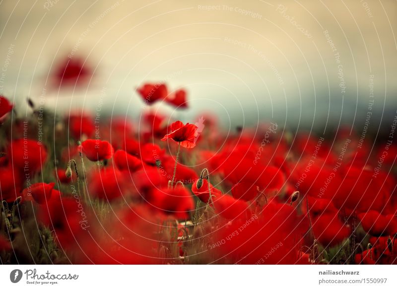 Klatschmohn im Frühling Sommer Landschaft Pflanze Blume Wildpflanze Wiese Feld viele rot schön friedlich Idylle Umwelt Mohn mohnwiese Mohnfeld intensiv