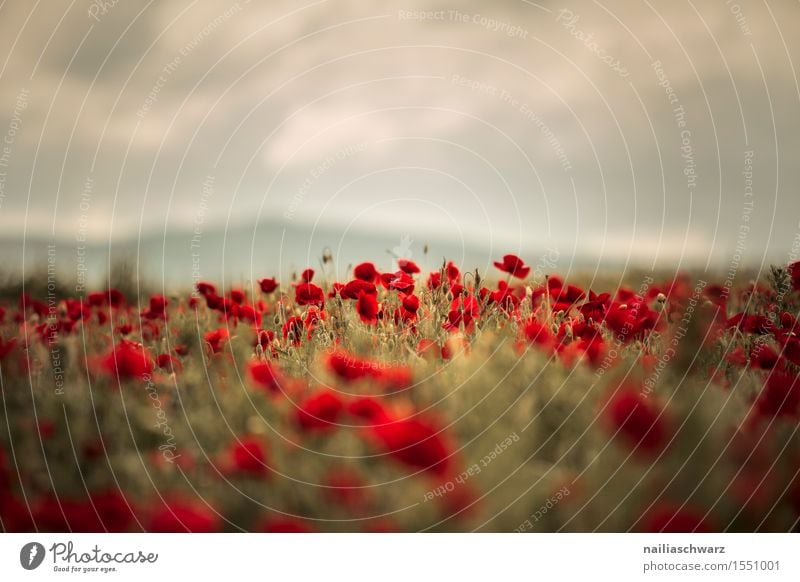 Klatschmohn im Frühling Sommer Landschaft Pflanze Blume Blüte Wildpflanze Wiese Feld Blühend viele rot Lebensfreude friedlich Farbe Idylle rein Mohn mohnwiese