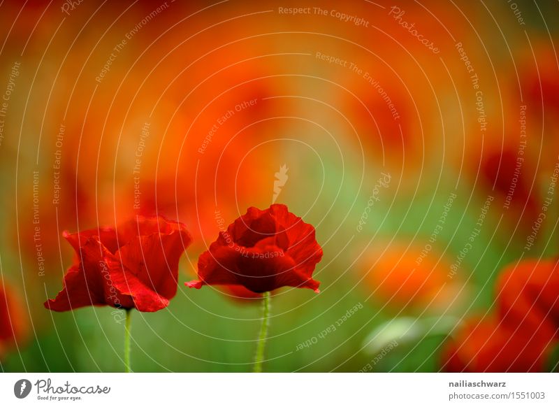 Klatschmohn im Frühling Sommer Natur Landschaft Schönes Wetter Blume Blüte Wiese Feld viele rot Idylle Mohn mohnwiese Mohnfeld intensiv roter mohn papaver