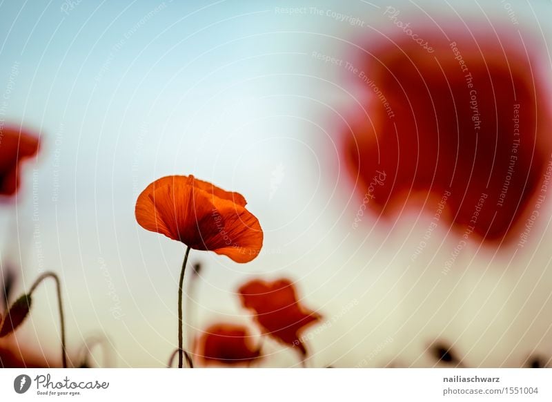 Klatschmohn im Frühling Sommer Natur Landschaft Pflanze Schönes Wetter Blume Wiese Feld viele rot Idylle Mohn mohnwiese Mohnfeld intensiv roter mohn papaver