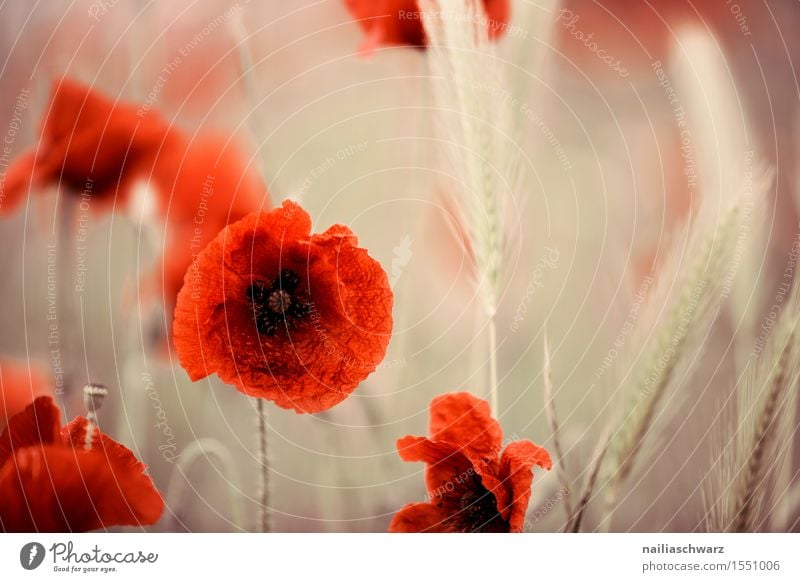 Klatschmohn im Frühling Sommer Landschaft Wiese Feld viele rot Idylle Mohn mohnwiese Mohnfeld intensiv roter mohn papaver kapseln mohnkapseln Mohnblüte